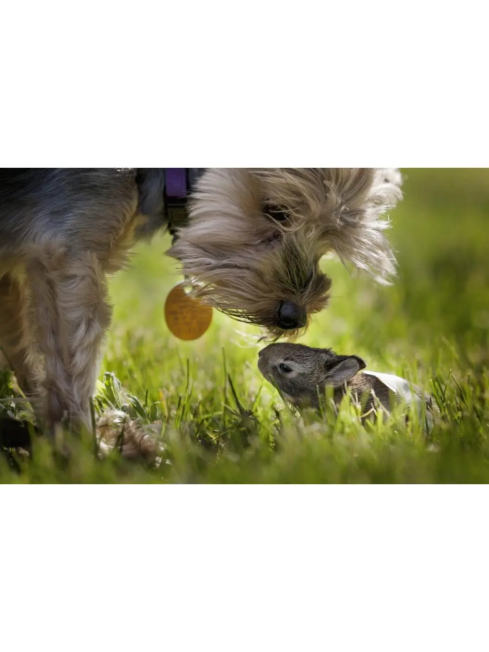 Posterazzi DPI12303731 1-Piece Animal Art Poster Print by Joey Hayes - Cute Scene Decoration, Cute Yorkie Dog Sniffing Baby Bunny Rabbit in Grass, Kentucky USA, 19x12 in, General Home Gift-Worthy Decor, One-Piece