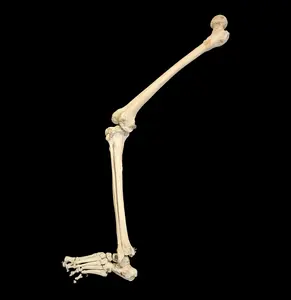 B Grade Articulated Human Leg Teaching Specimen