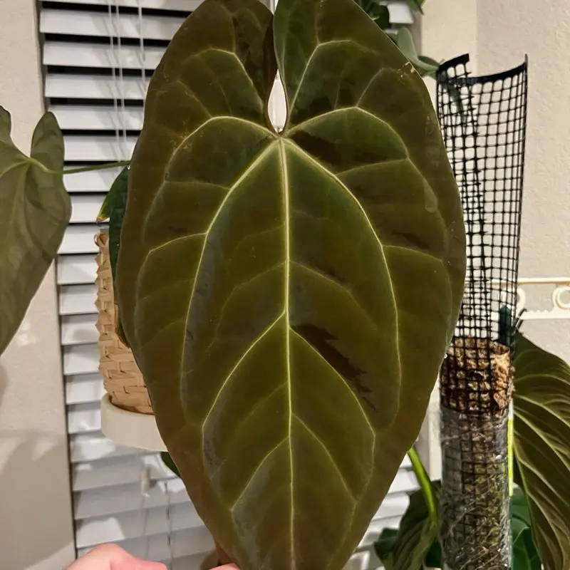 Anthurium Papi x Magnificum TC Live Houseplants