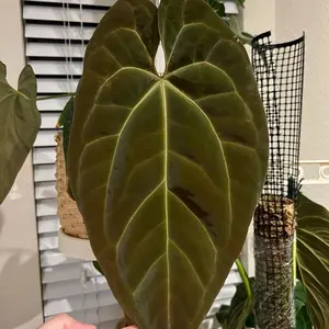 Anthurium Papi x Magnificum TC Live Houseplants