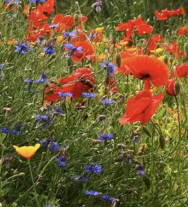 Southwest Wildflower Mix Small Shaker Bottle