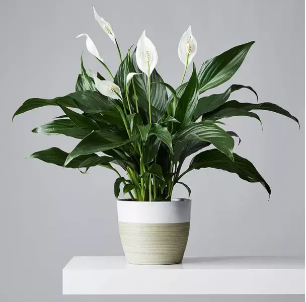 LIVE PLANT 3ft Spathiphyllum 7th heaven  Spath  Sail Flower White Anthurium - Peace Lily - Madagascar Dragon Tree Decor Decorative