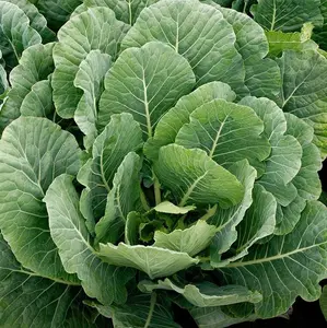 TomorrowSeeds - Vates Collard Greens Seeds -  Non GMO USA Garden Southern Collards Green Kale Spinach Vegetable Seed For 2024 Season