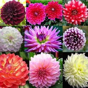 Rare Beautiful Perennial Mixing Color Dahlia Flowers Seeds 100PCS Easy Plant