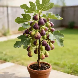 Fruit-Bearing Fig Sapling - Sturdy Roots, Easy Planting, Tasty Figs - With Nutrient Soil, Ideal for New Gardeners, Edible Same Year