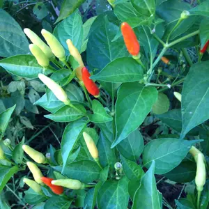Organic Tabasco Pepper (Capsicum frutescens) – 10+ Seeds, Spicy Peppers for Salsas, Hot Sauces & Garden Growing