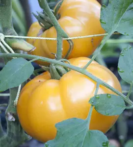 Yellow Brandywine Tomato - 75+ seeds Yellow Brandywine Tomato - 75+ seeds