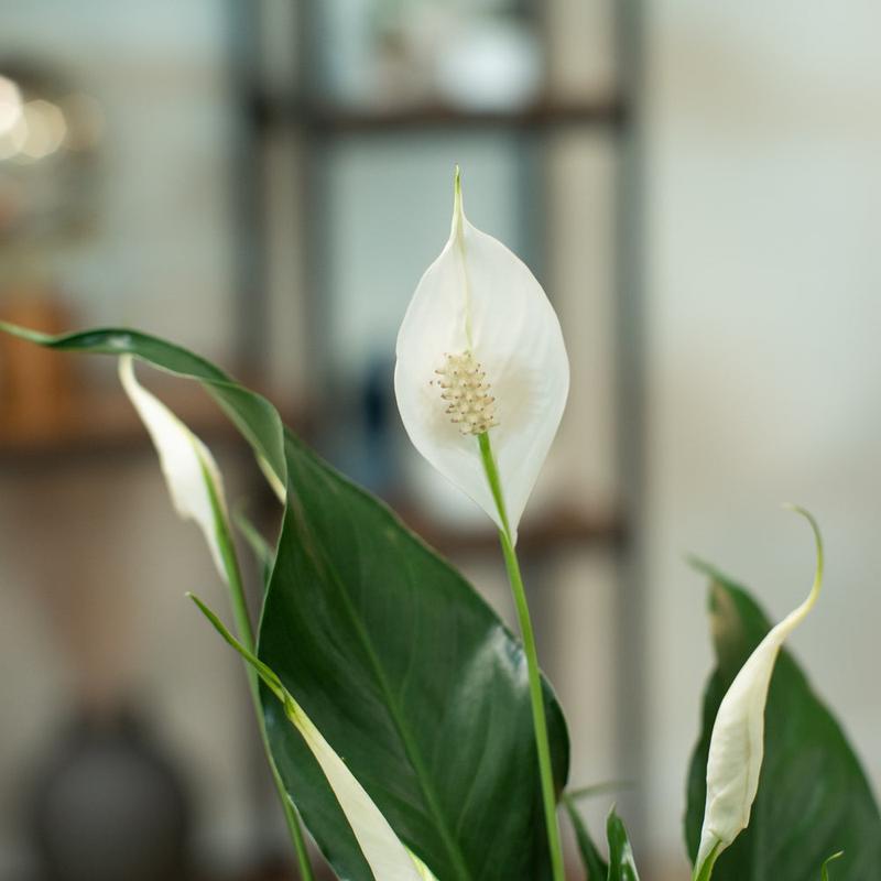 Peace Lily | medium