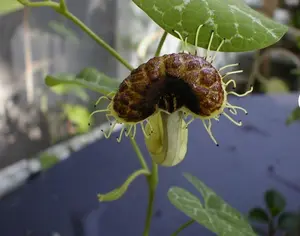 Aristolochia fimbriata | White Veined Dutchmans Pipe | 5_Seeds