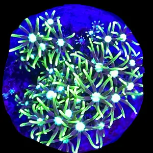 Tofu's Tanks Saltwater Plant Decor Customizable Colors Sizes and Shapes for Saltwater Aquariums with Glowing Effects under Blue Reef Lighting