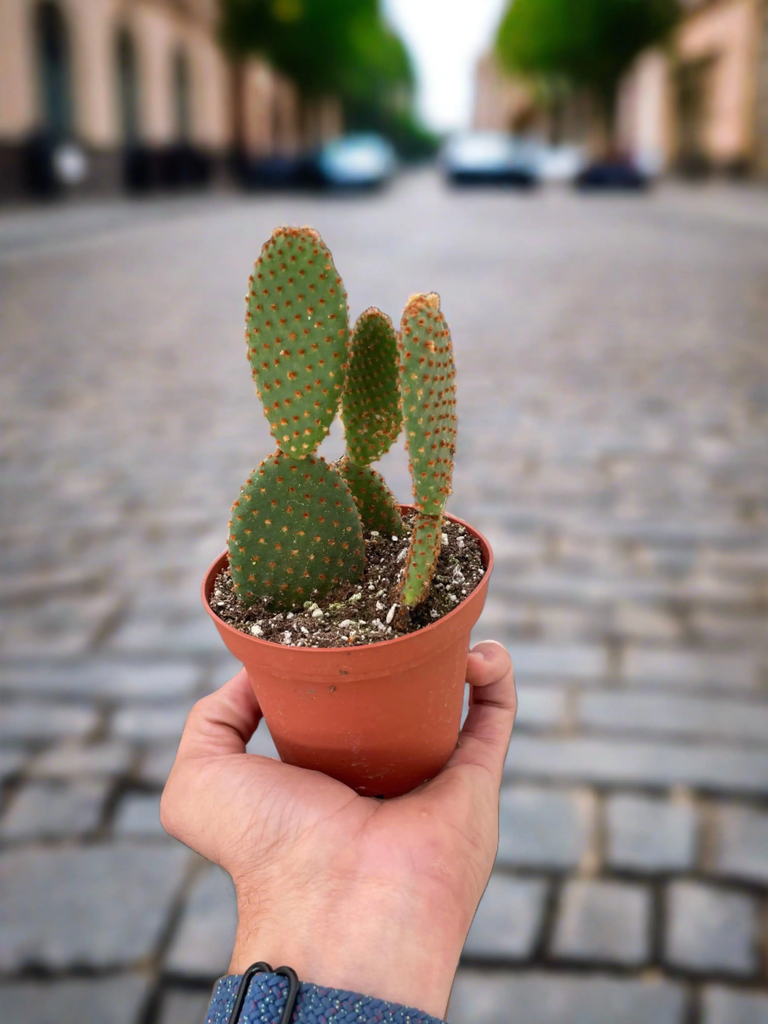 Opuntia 'Microdasys' (Bunny Ear Cactus) - Natural-Look Decorative Potted Plant for Outdoor Garden, Potted Plants
