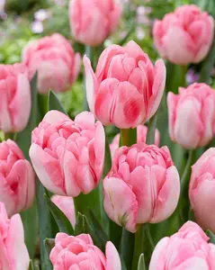 Foxtrot Double Tulip Bulbs for Planting Easy to Grow Perennial Tulips in Vibrant Pink and White Colors