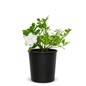 Cape Jasmine Gardenia – 1 Gallon Fragrant Flowering Shrub