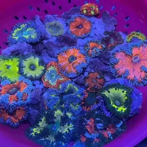5 pack of rock flower anemones, great for smaller tanks