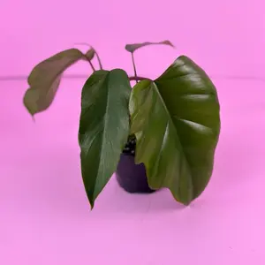 Philodendron Bipinnatifidum 4” | Split Leaf Philodendron | Houseplant