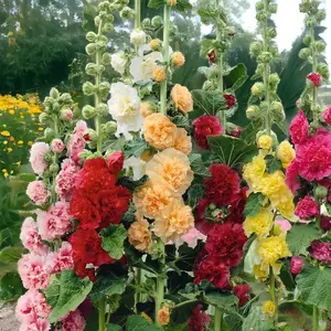 [Promise: Germinate or Refund]800pcs Double Hollyhock Seeds 'Radiant Rose’ - Mixed Colors, Non-GMO Heirloom, Hardy Biennial for Vibrant & Tall Blooms Plant Garden Outdoor Flower Pot Decorative Tulip