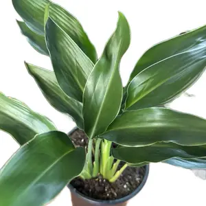 Strelitzia Bird of Paradise Orange Reginea 6in Pot