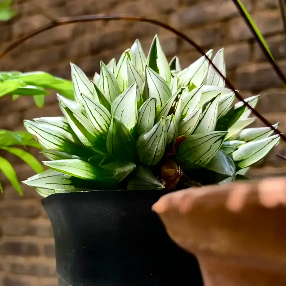 Haworthia Magnifica v.atrofusca  Vibrant Green Live Succulent – Real Plant, Easy Care & Perfect for Home or Office Decor