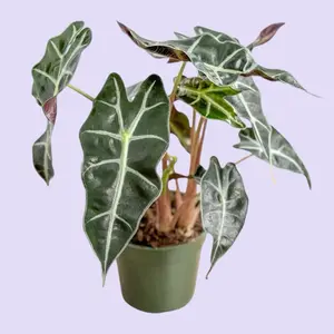 Alocasia Polly 4” - House Plant