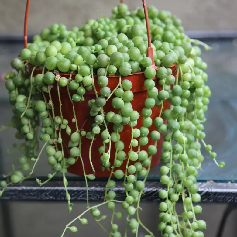 String of Pearls Live Succulent Plant in 2" 4" 6" Pot