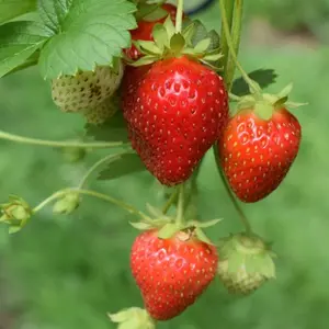 Sparkle Strawberry Bare Root Plants | June-Bearing Sweet Strawberries | Large, Firm, Non-GMO, Cold-Hardy, Disease-Resistant Fruit for Gardens & Containers