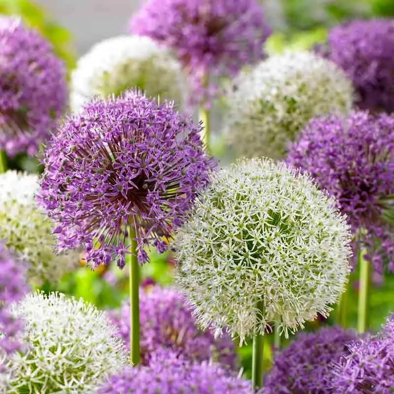 Giant Allium Giganteum Flower Seeds, Heirloom Non-GMO Ornamental Onion Seeds with Bag Packaging, Perennial Flowers for Outdoor Planting and Home Gardeners