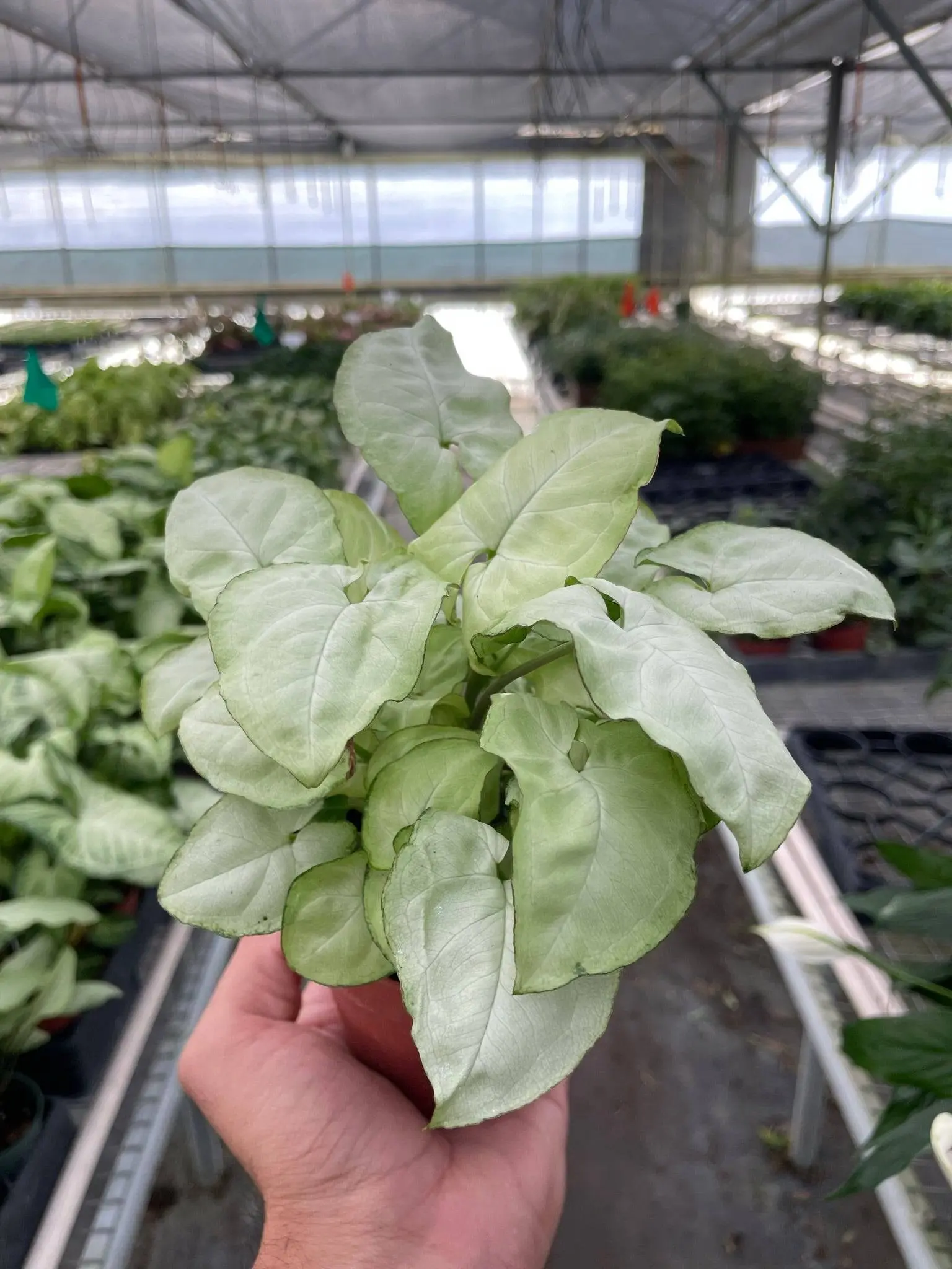 Syngonium 'Moonshine' Live Indoor Plant, Easy-Care Garden Supply for Home Decor