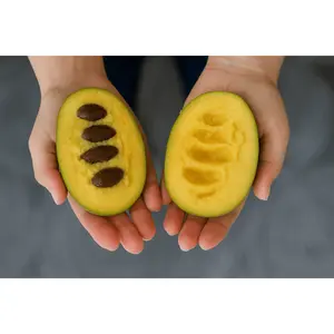 Pawpaw Tree (~3ft)