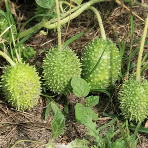 West Indian Gherkin Cucumber Seeds Organic (Cucumis anguria) – Tangy, spiny fruits for pickling, also known as Burr Gherkin or Gooseberry Cucumber