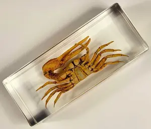 4.3" Real Large Golden Fiddler Crab in Crystal Clear Lucite Resin Paperweight Specimen Preserved Aquatic Animal Taxidermy Collection