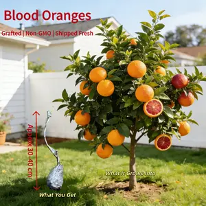 Healthy bare root blood orange seedlings with a strong root system, ready to plant upon arrival. The fruit is sweet, tangy, and juicy. Suitable for both potted and in-ground planting