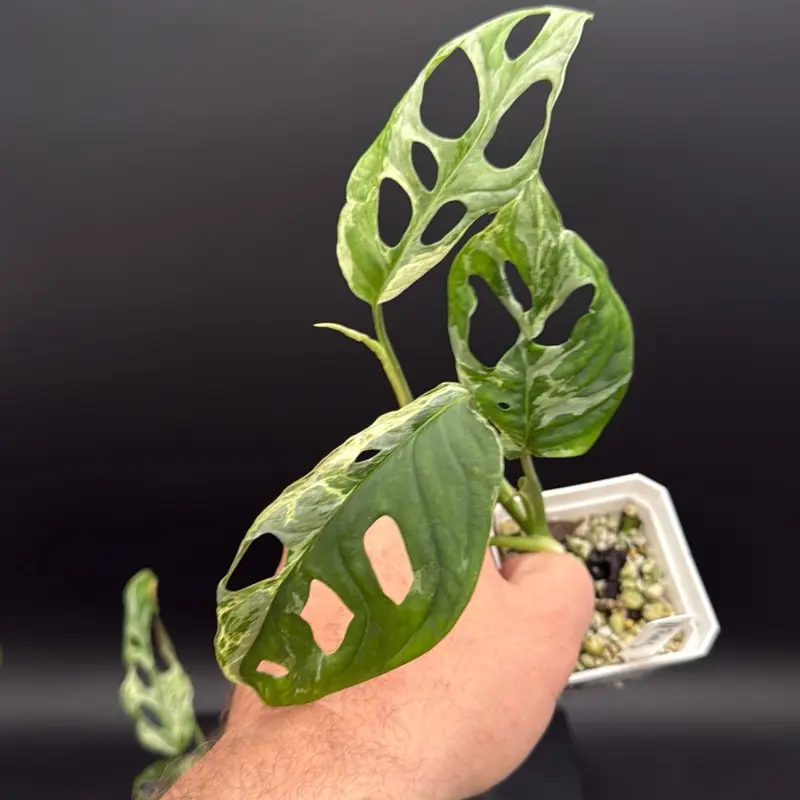 Monstera adansonii ‘Indonesian Mint Marble’ – 3” Pot
