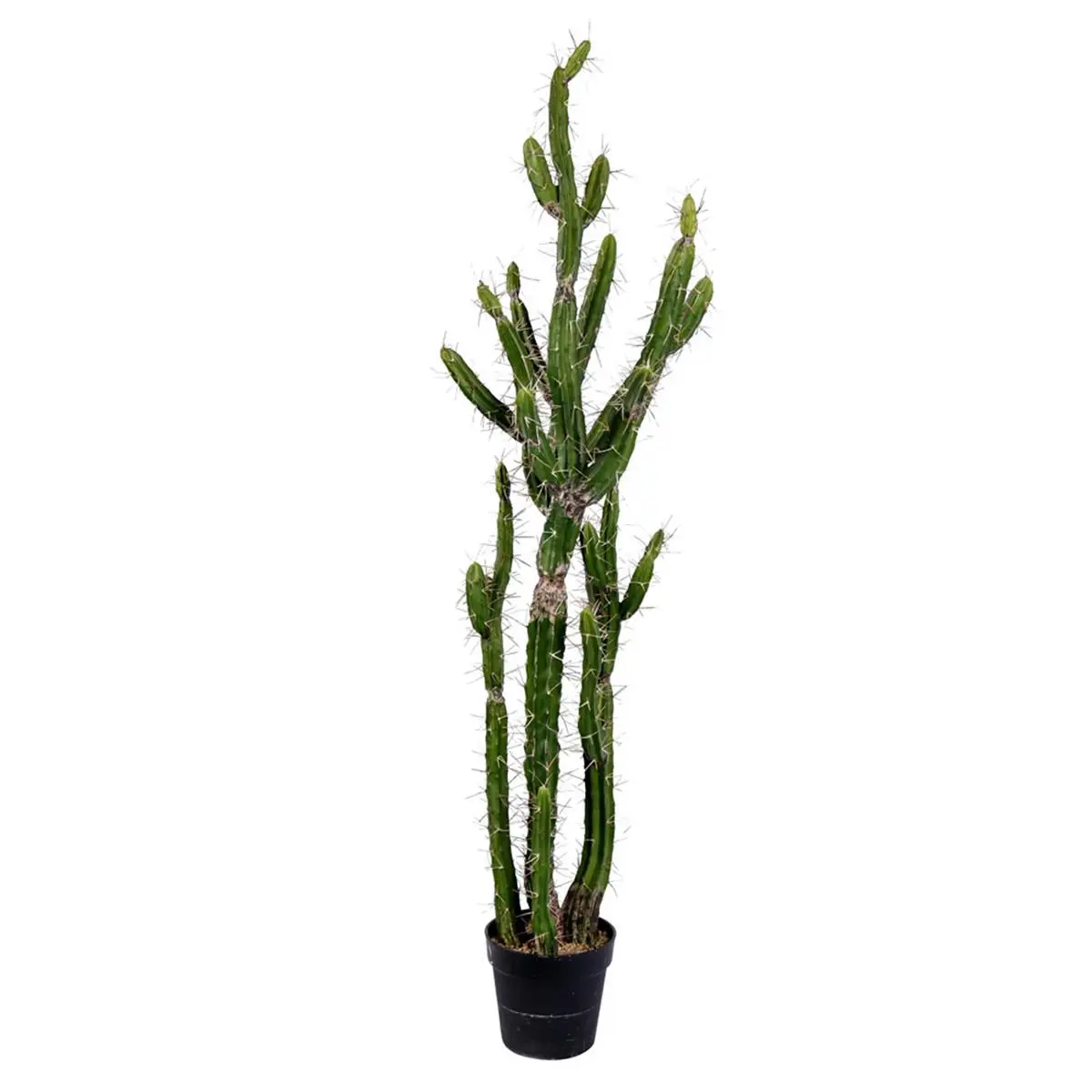 Vickerman 56-in Green Potted Cactus - Indoor Maintenance-Free Home Decor, Transpire-in Black Plastic Planter for Natural Beauty Festive Party Supplies