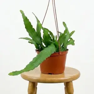 6" Golden Orchid Cactus, Live Houseplant, Indoor Plant