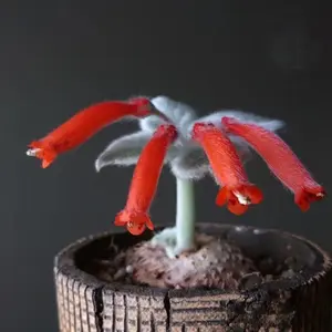 White-haired Sinningia, rare succulents, Caudex Plants 2.5"