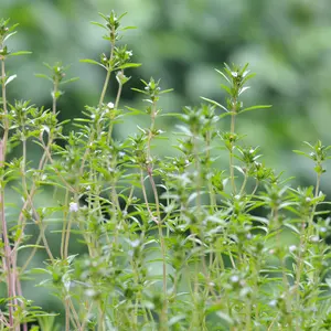 Thyme Common Garden Seeds Organic (Thymus vulgaris) Aromatic perennial herb used in cooking and medicine. Drought-tolerant and perfect for borders, containers, and pollinator gardens.