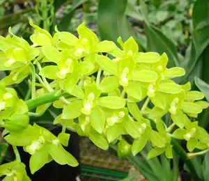 Gram. scriptum 'Hihimanu' Orchid - Elegant Green Orchid with Yellow Flowers in Pot