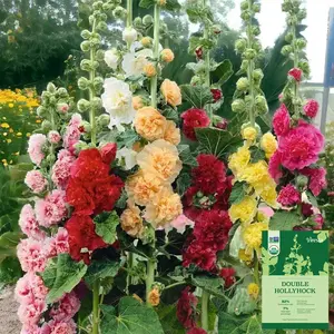 [Promise: Germinate or Refund]500pcs Double Hollyhock Seeds 'Radiant Rose’ - Mixed Colors, Non-GMO Heirloom, Hardy Biennial for Vibrant & Tall Blooms Plant Garden Outdoor Flower Pot Decorative Tulip