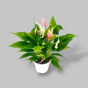 Anthurium Pink Lilli, 4 Inch Pot, Live Plant