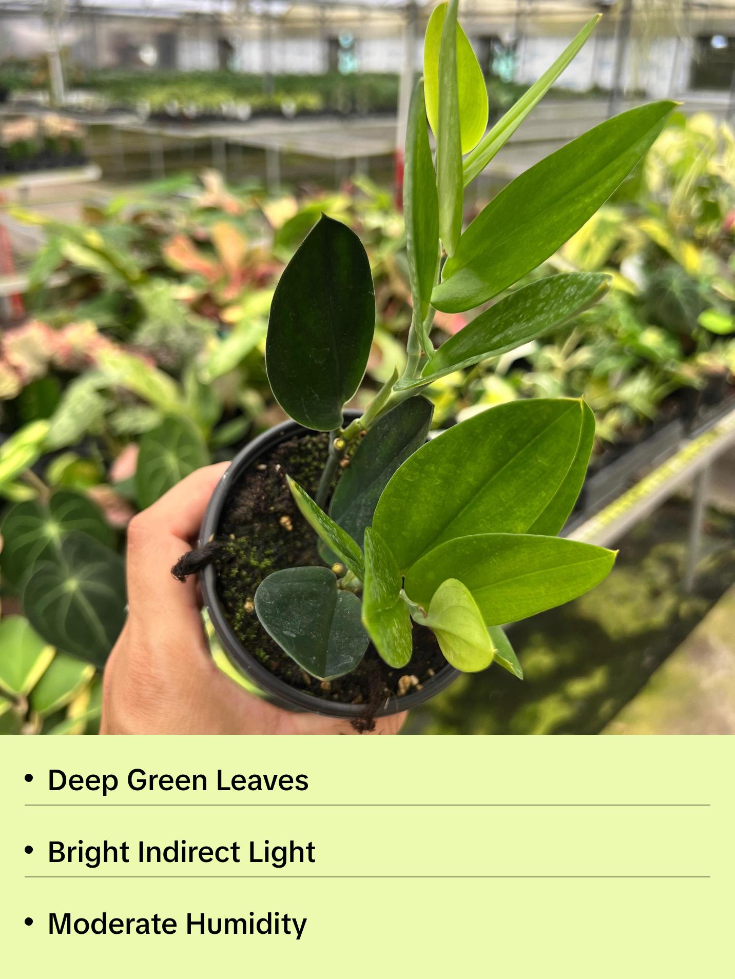 Scindapsus Treubii 'Dark Form' Pot 4”. A mysterious and elegant beauty - Indoor Plants -  Houseplant - Tropical Foliage