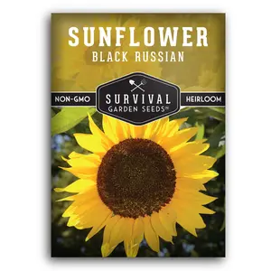 Black Russian Sunflower Seed for Planting - Prolific Sunflowers