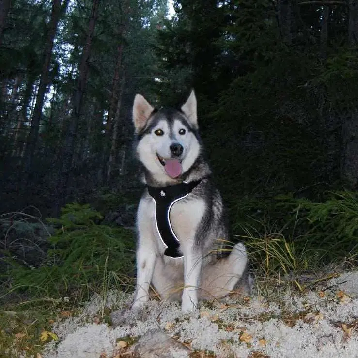 Comfortable Step In Dog Harness – Easy and Safe for Your Dog