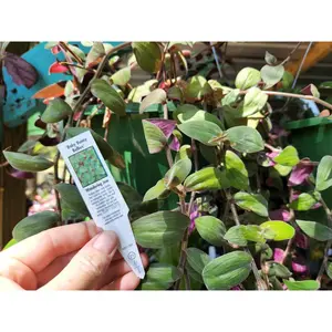 Wandering Jew Plant Baby Bunny Bellies CUTTINGS