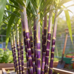 With a refreshing and sweet taste, sugarcane seeds are easy to germinate and grow, making them an ideal choice for home fruit tree planting.