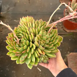Echeveria Agavoides Plant Succulent