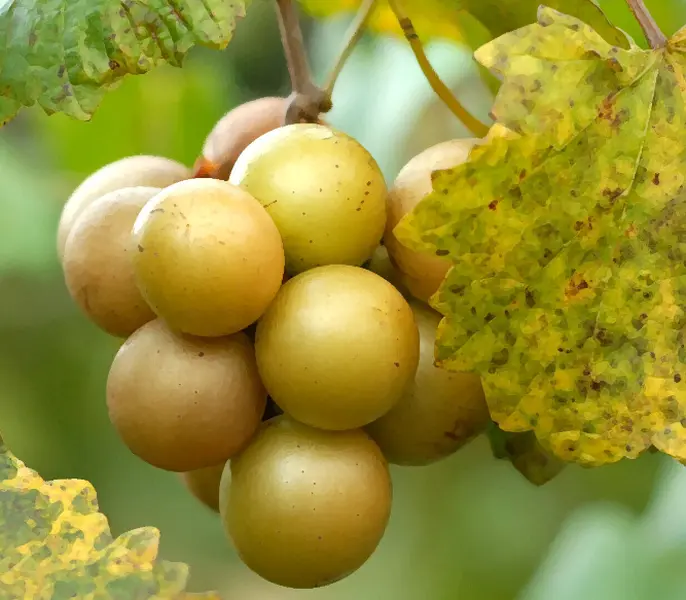 Carlos Grape Vine Starter Plant 4 to 6 inch tall Hardy Fruit Grape Climbing