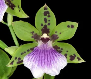 Zygoneria Adelaide Meadows | 3" pot | BS not in bloom