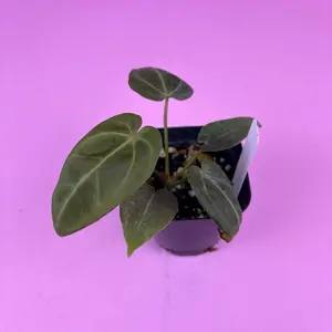 RARE Anthurium (Crystal Mag x Forgetii) x Goliath 2.5” | Hybrid Anthurium | Collector Plant