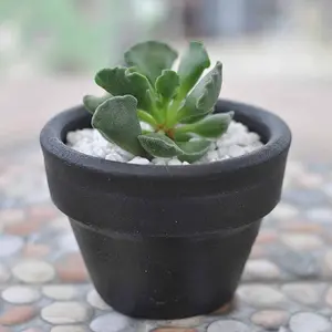 Live Adromischus Cristatus Plant - Key Lime Pie Plant - Key Lime Pie Succulent Plant - Crinkle Leaf Plant - Rare Succulent Plant - 4 Inch Pot