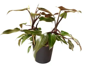 Philodendron Majesty 8" Potted Live Plant - Philodendron hybrid - Dramatic Velvet Foliage - Deep Burgundy-to-Black Leaves - Elite Collector's Aroid - Exotic Climbing Vine - High Contrast Houseplant - Statement Indoor Jungle Piece